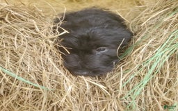 Labradoodle dogs for sale: Finn - Image 4