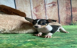Toy Fox Terrier dogs for sale: Biggie - Image 7