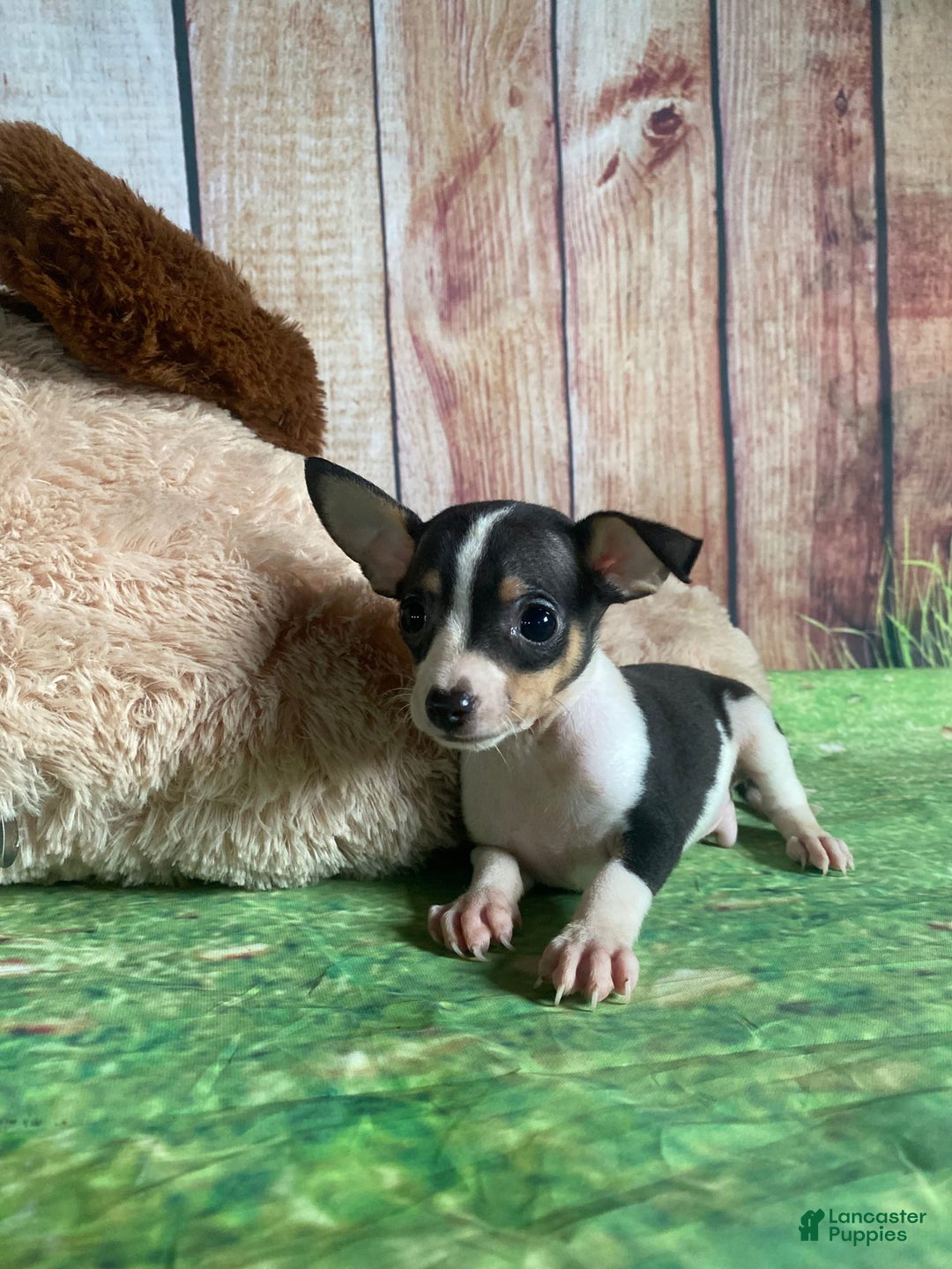 Toy Fox Terrier dogs for sale: Biggie - Image 7