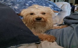 Morkie dogs for sale: Leo - Image 22