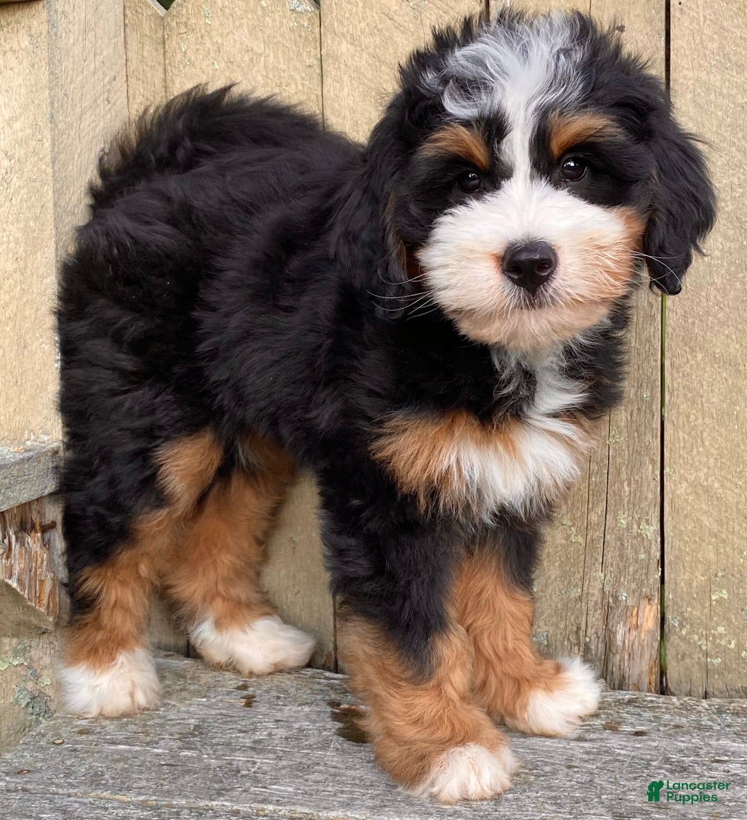 Mini Bernedoodle dogs for sale: 💜 Boston Ma 💜 Mini Bernedoodle - Image 6