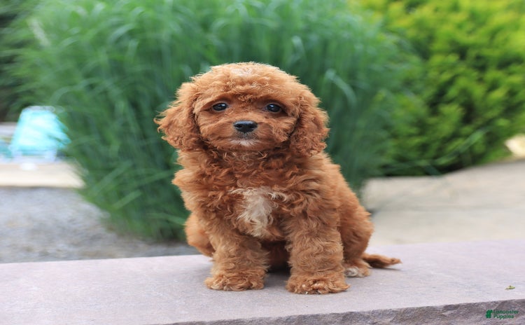 Miniature Poodle dogs for sale - Ad 4