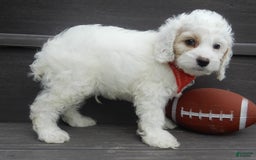 Cockapoo dogs for sale: Teddy - Image 3