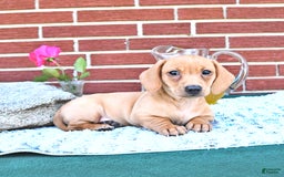 Miniature Dachshund dogs for sale: Twinkle - Image 15