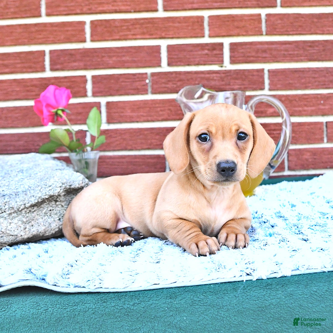 Miniature Dachshund dogs for sale: Twinkle - Image 15