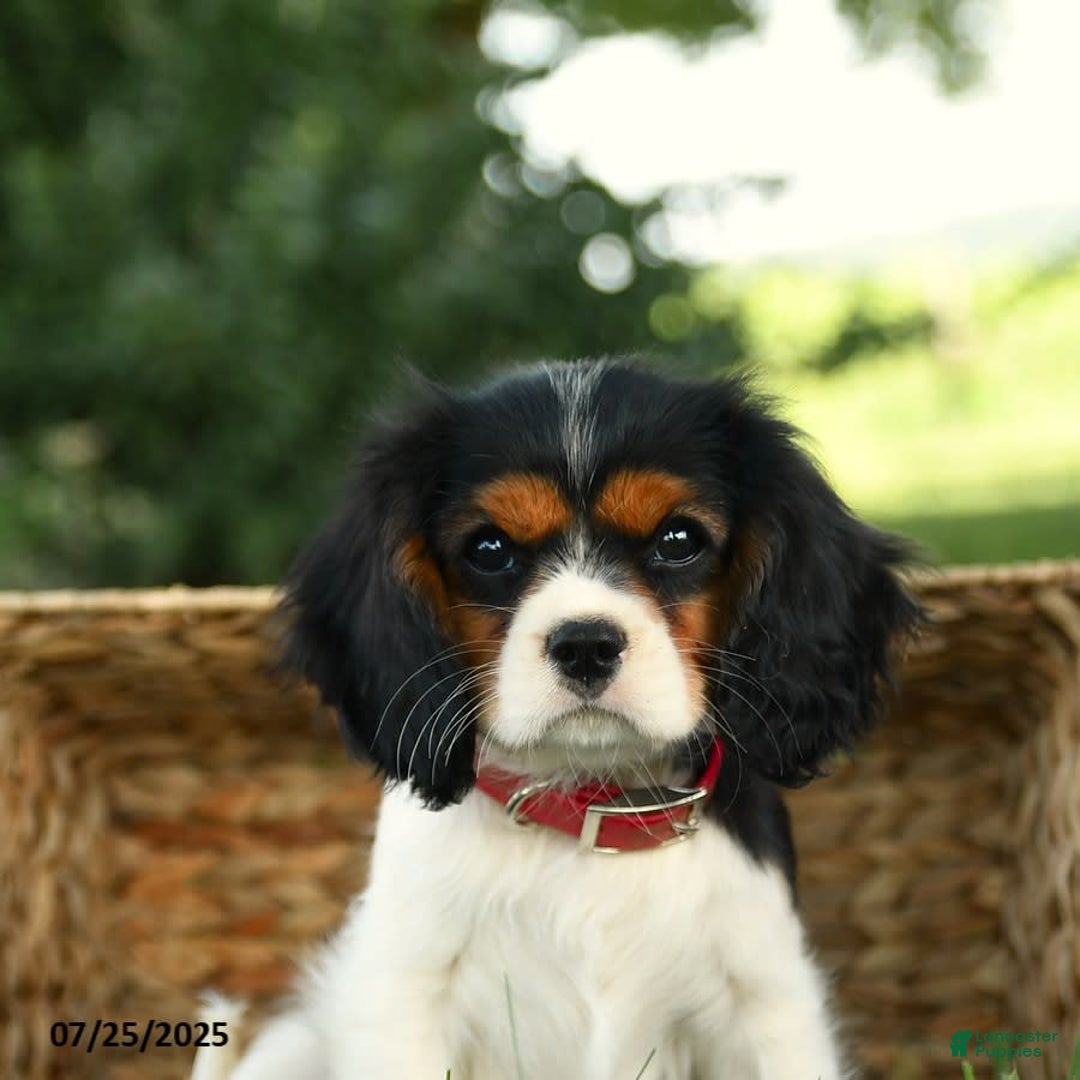 Cockalier dogs for sale: Carla - Image 2