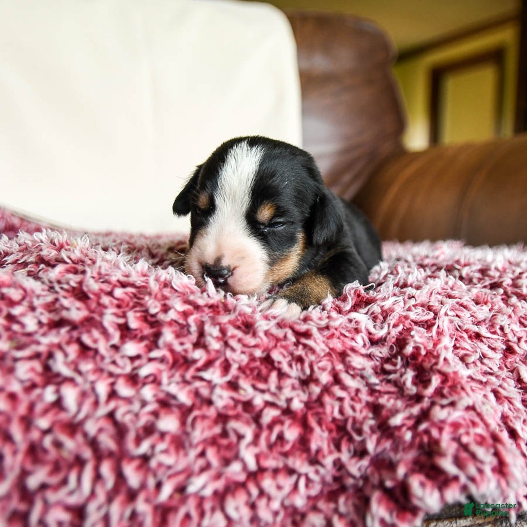 Greater Swiss Mountain Dog dogs for sale: Frances - Image 1