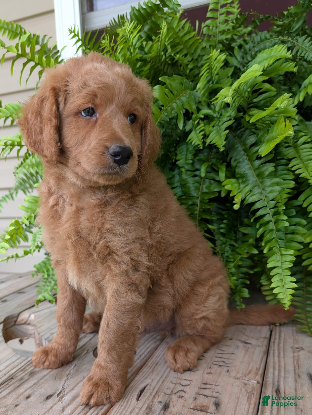 Goldendoodle dogs for sale: Reed - Image 2