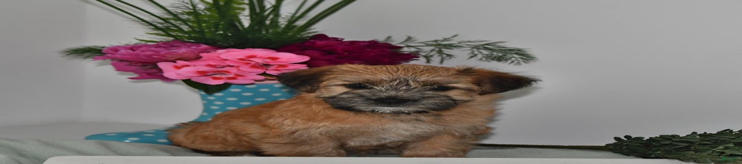 Rufus