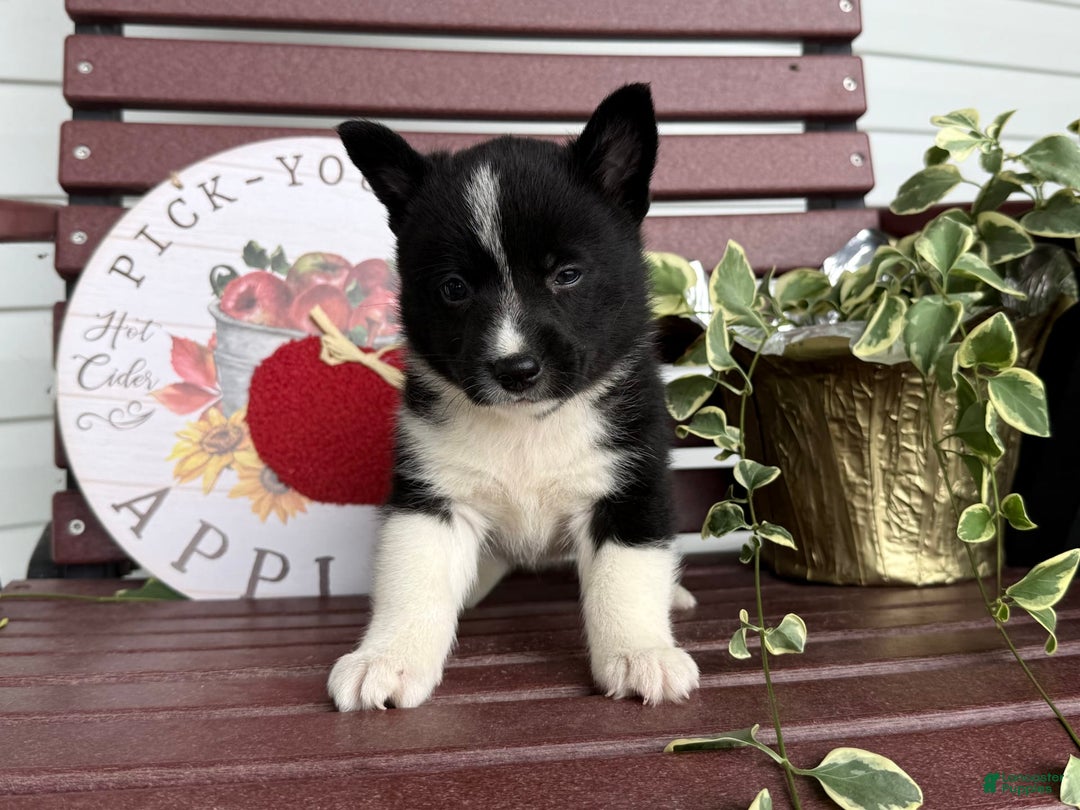 Shiba Inu dogs for sale: Eddy - Image 10