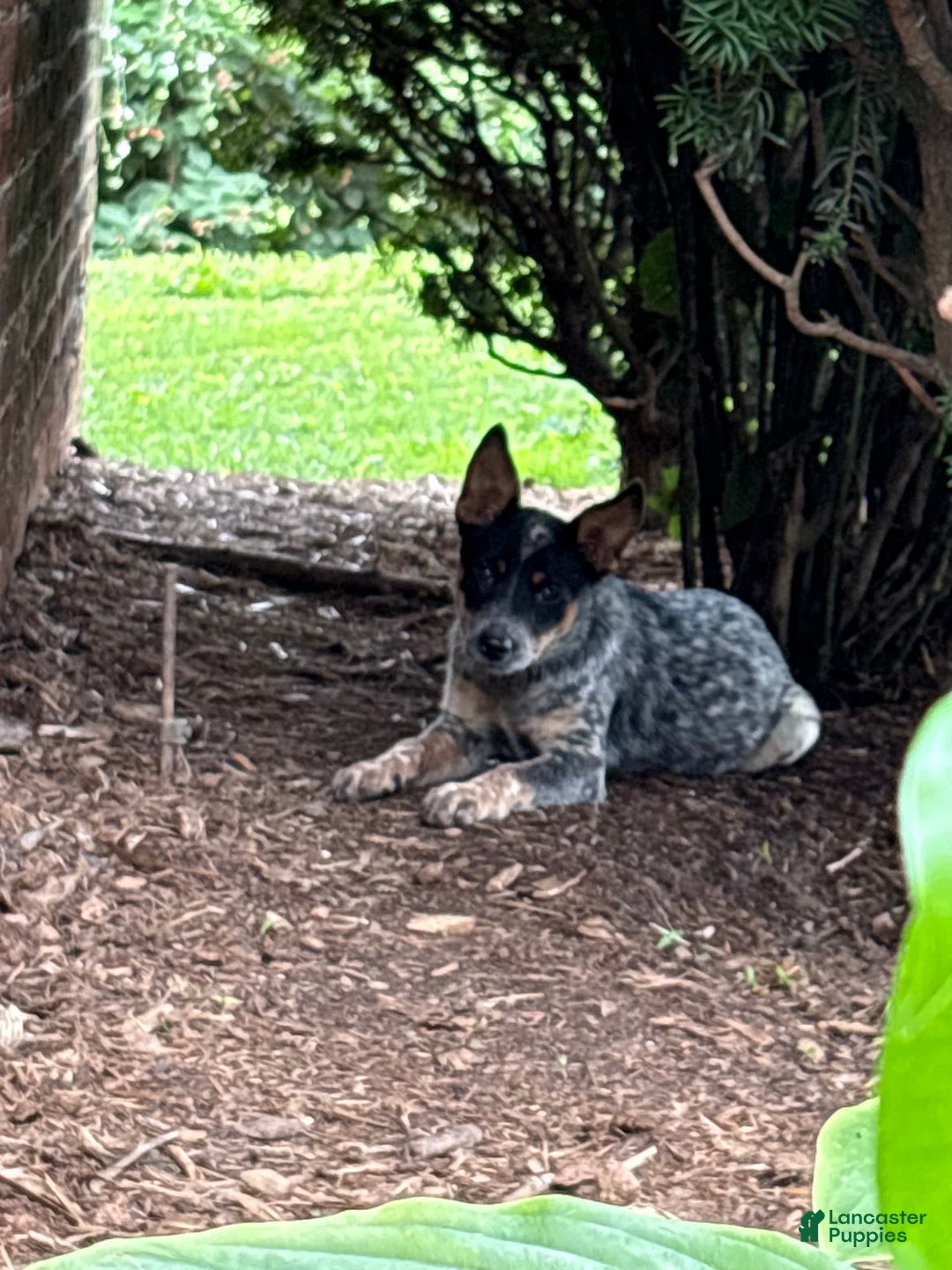 Australian Cattle Dog dogs for sale: Apple - Image 3