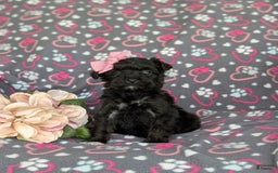 Morkie dogs for sale: Zoie Hypoallergenic - Image 5
