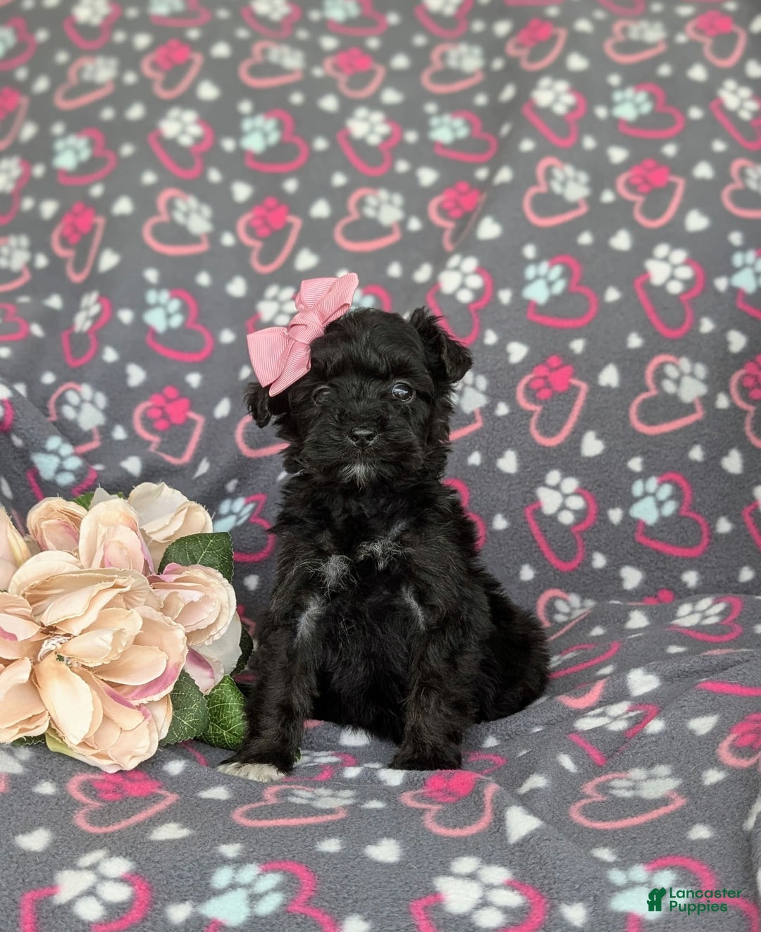 Morkie dogs for sale: Zoie Hypoallergenic - Image 5