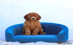 Miniature Poodle dogs for sale: Colette - Image 8