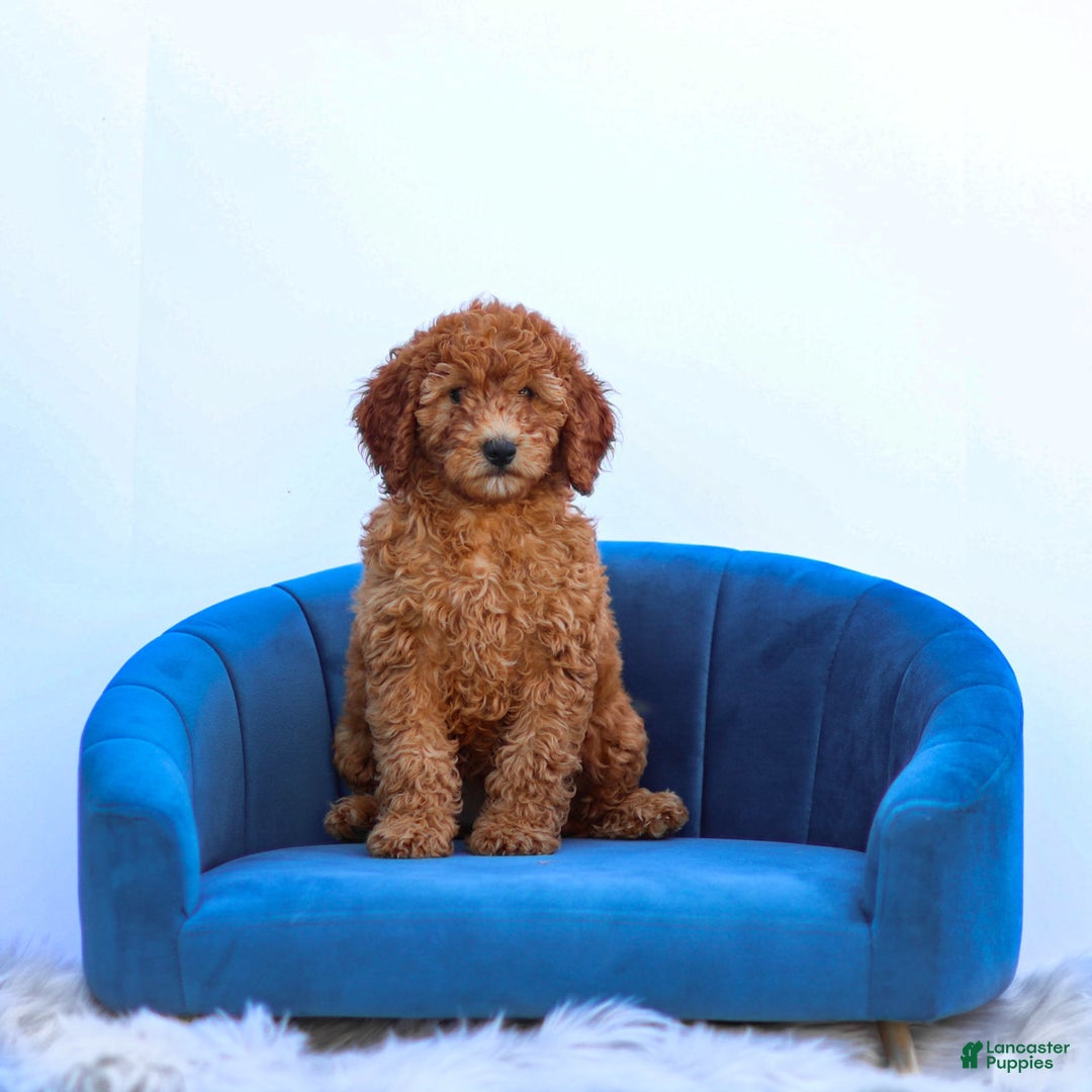 Miniature Poodle dogs for sale: Colette - Image 8