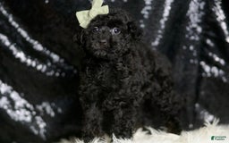 Miniature Poodle dogs for sale: Coal - Image 2