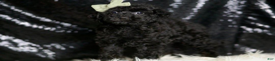 Coal