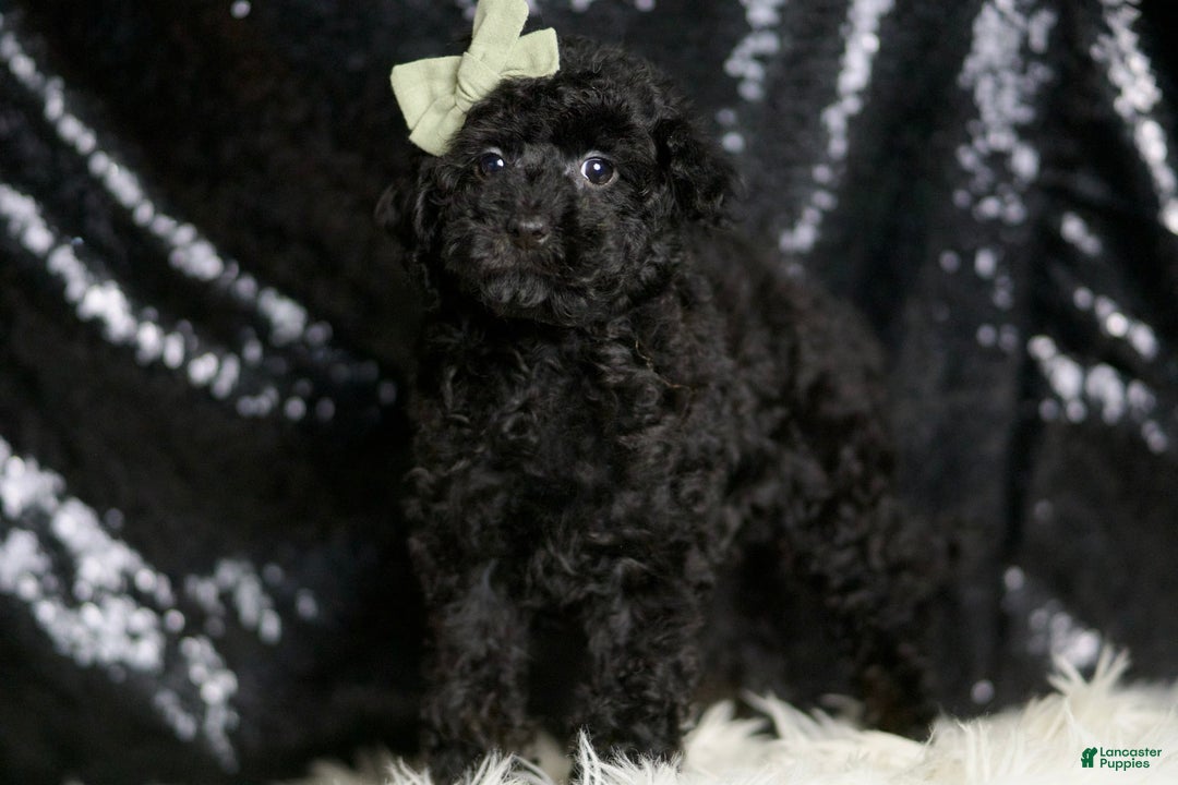 Miniature Poodle dogs for sale: Coal - Image 2