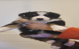 Australian Shepherd dogs for sale: Riley Fully Vaccinated - Image 6