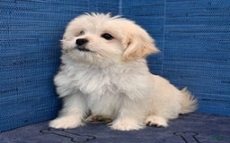 Shihpoo dogs for sale: Cedric - Image 8