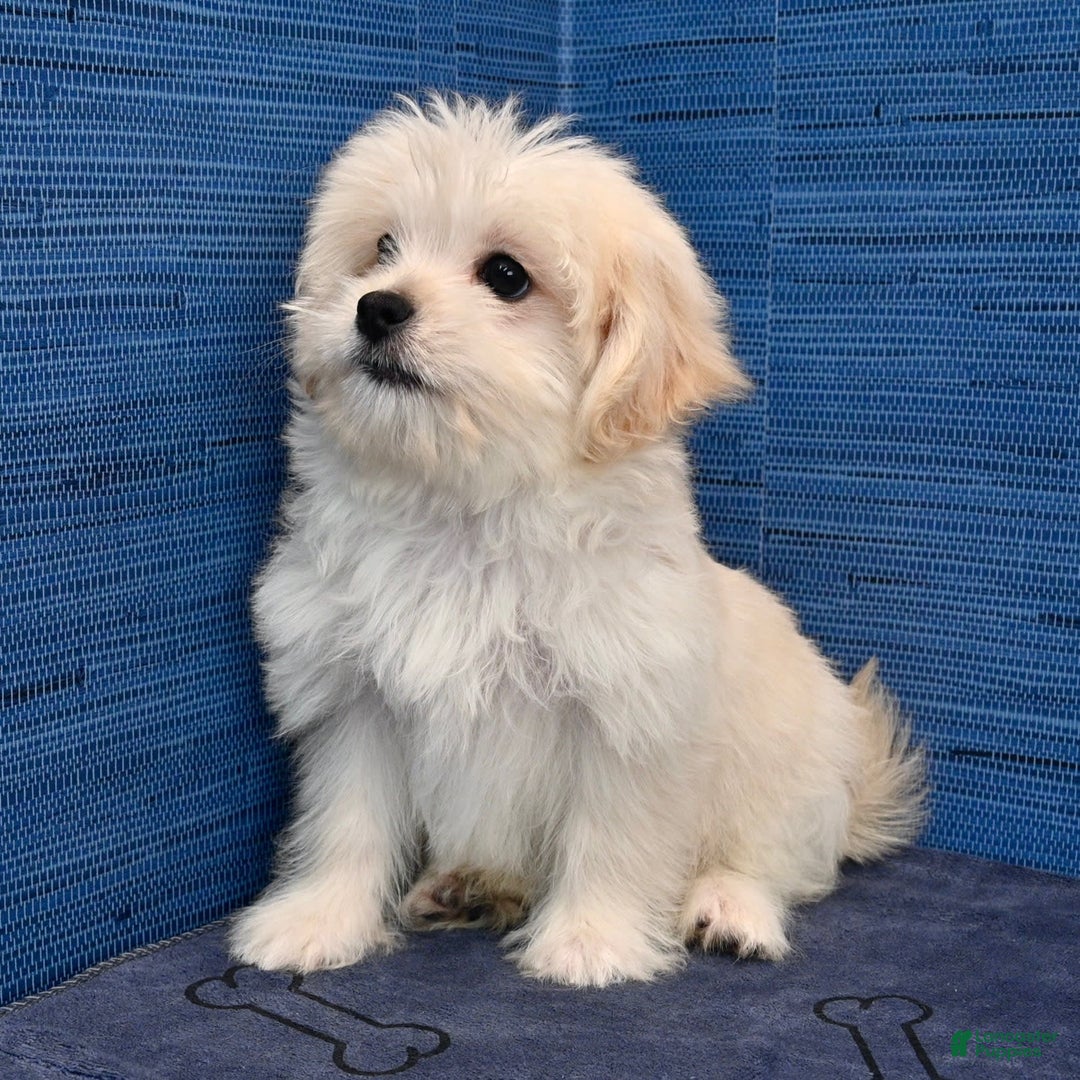 Shihpoo dogs for sale: Cedric - Image 8