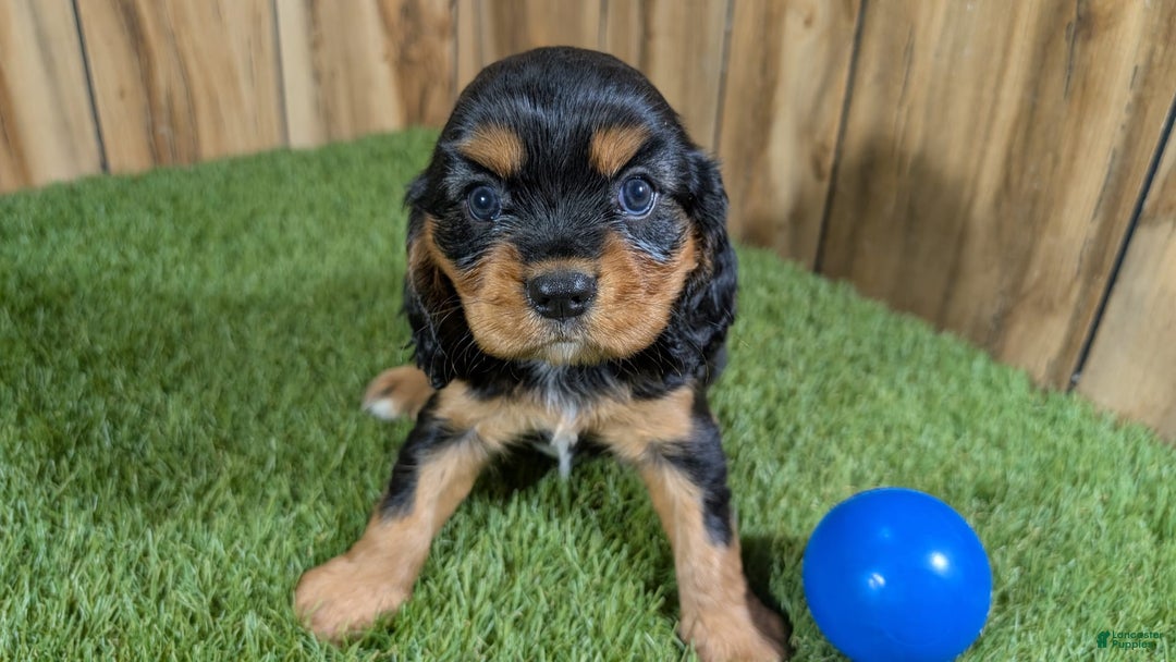 Cavalier King Charles Spaniel dogs for sale: Brin Boy 1 - Image 5