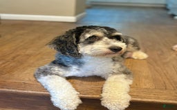 Mini Aussiedoodle dogs for sale: Tide - Image 3