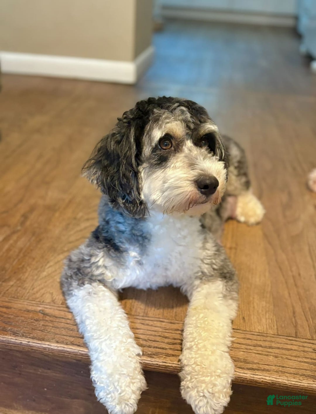 Mini Aussiedoodle dogs for sale: Tide - Image 3