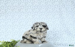 Mini Goldendoodle dogs for sale: Kash - Image 12