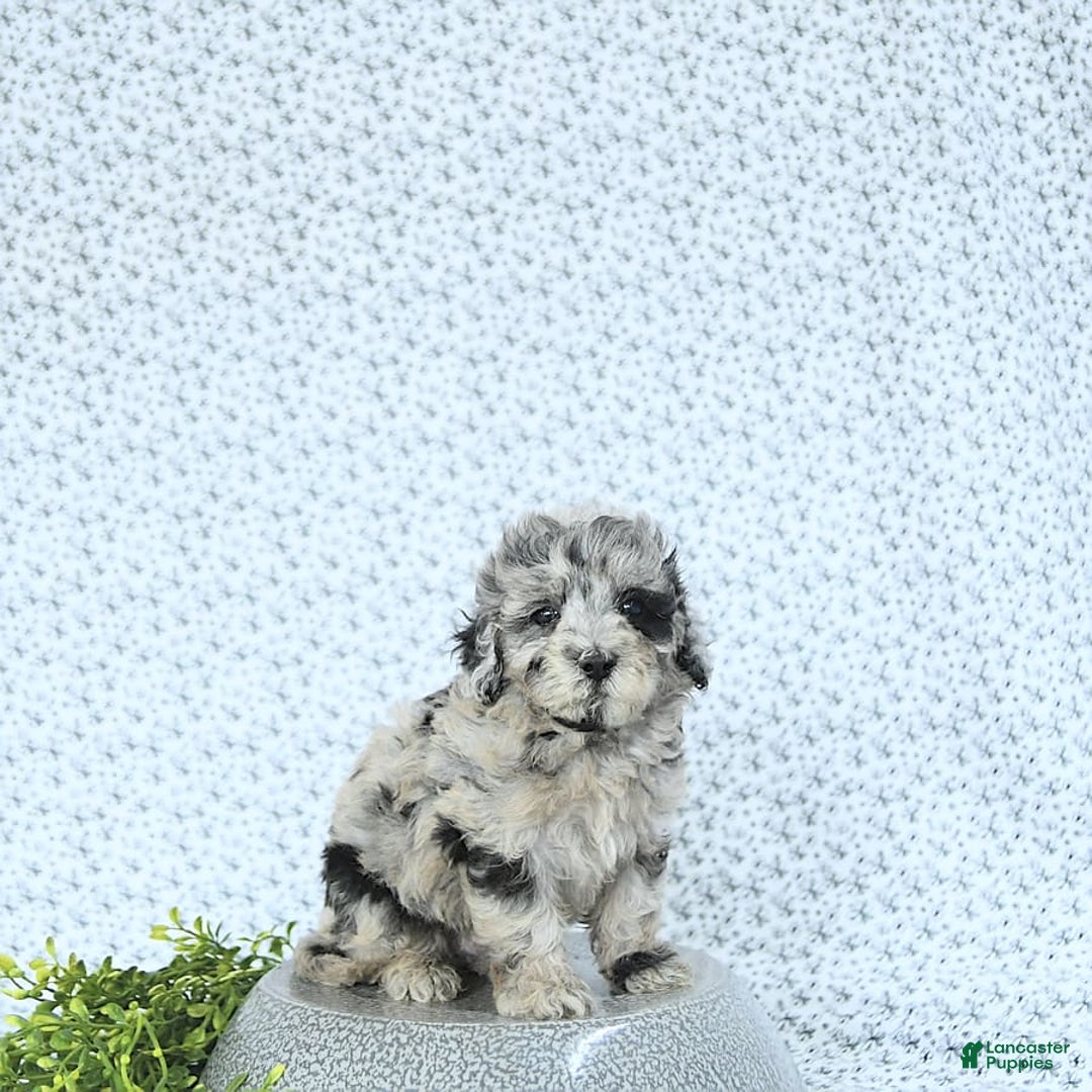 Mini Goldendoodle dogs for sale: Kash - Image 12