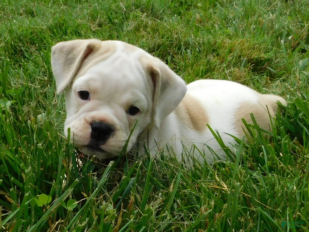English Bulldog dogs for sale: Lilly - Image 3