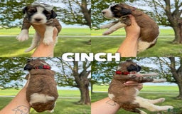 Saint Berdoodles dogs for sale: Cinch - Standard F1b - Image 1