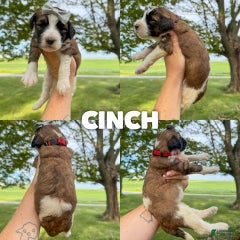 Cinch - Standard F1b