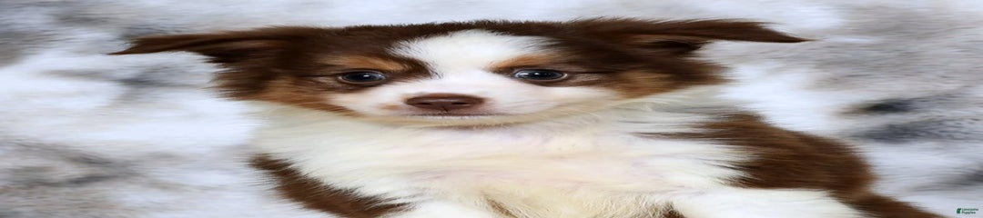 Biscuit