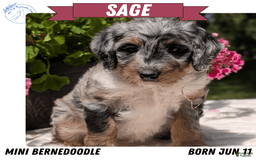 Mini Bernedoodle dogs for sale: Sage - Image 15