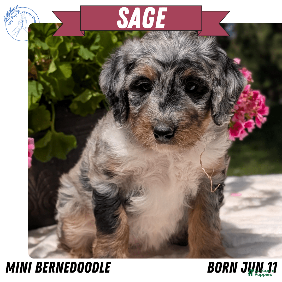 Mini Bernedoodle dogs for sale: Sage - Image 15