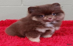 Pomeranian dogs for sale: Jimmy - Image 5