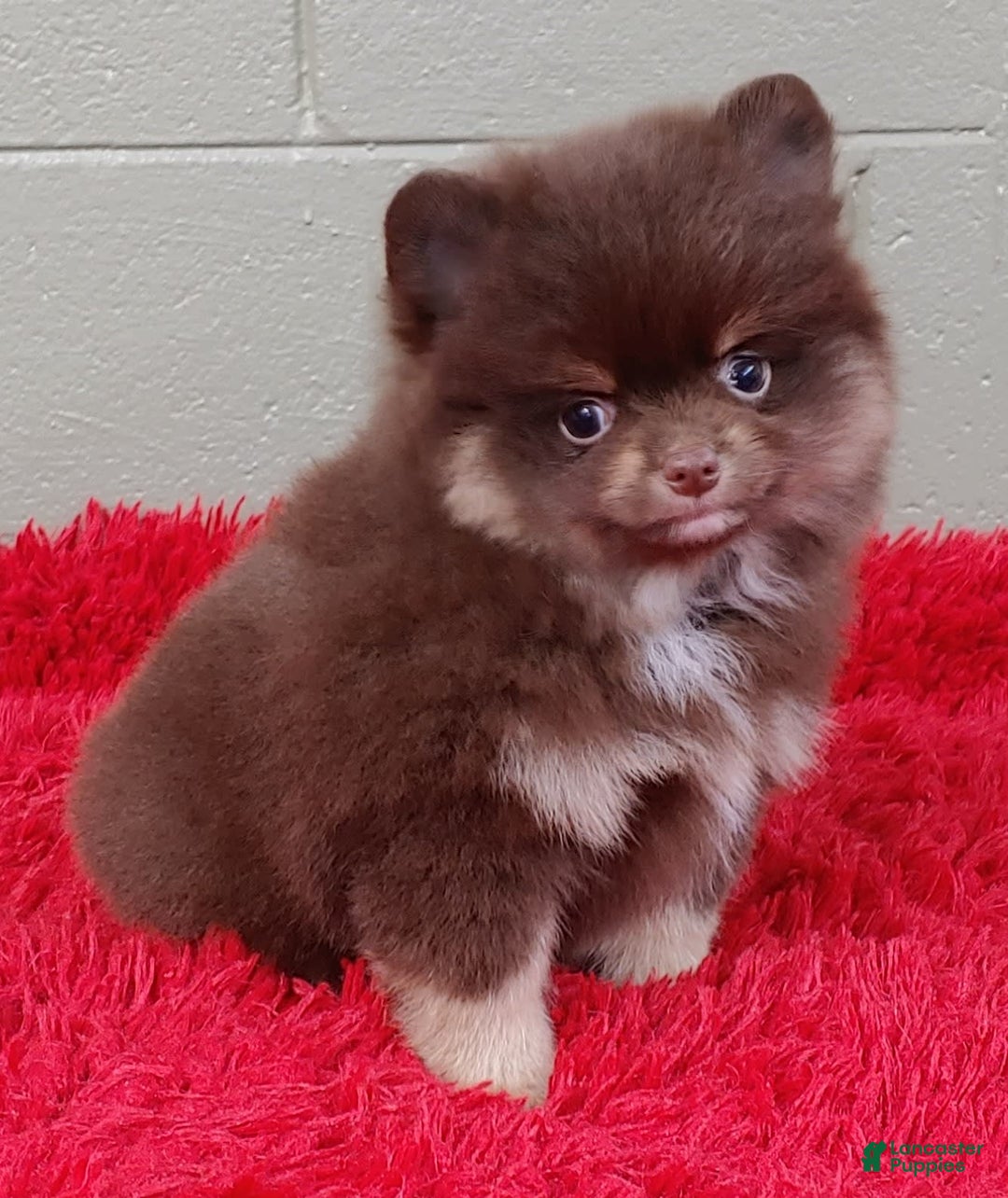 Pomeranian dogs for sale: Jimmy - Image 5