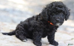 Miniature Poodle dogs for sale: Jax - Image 3