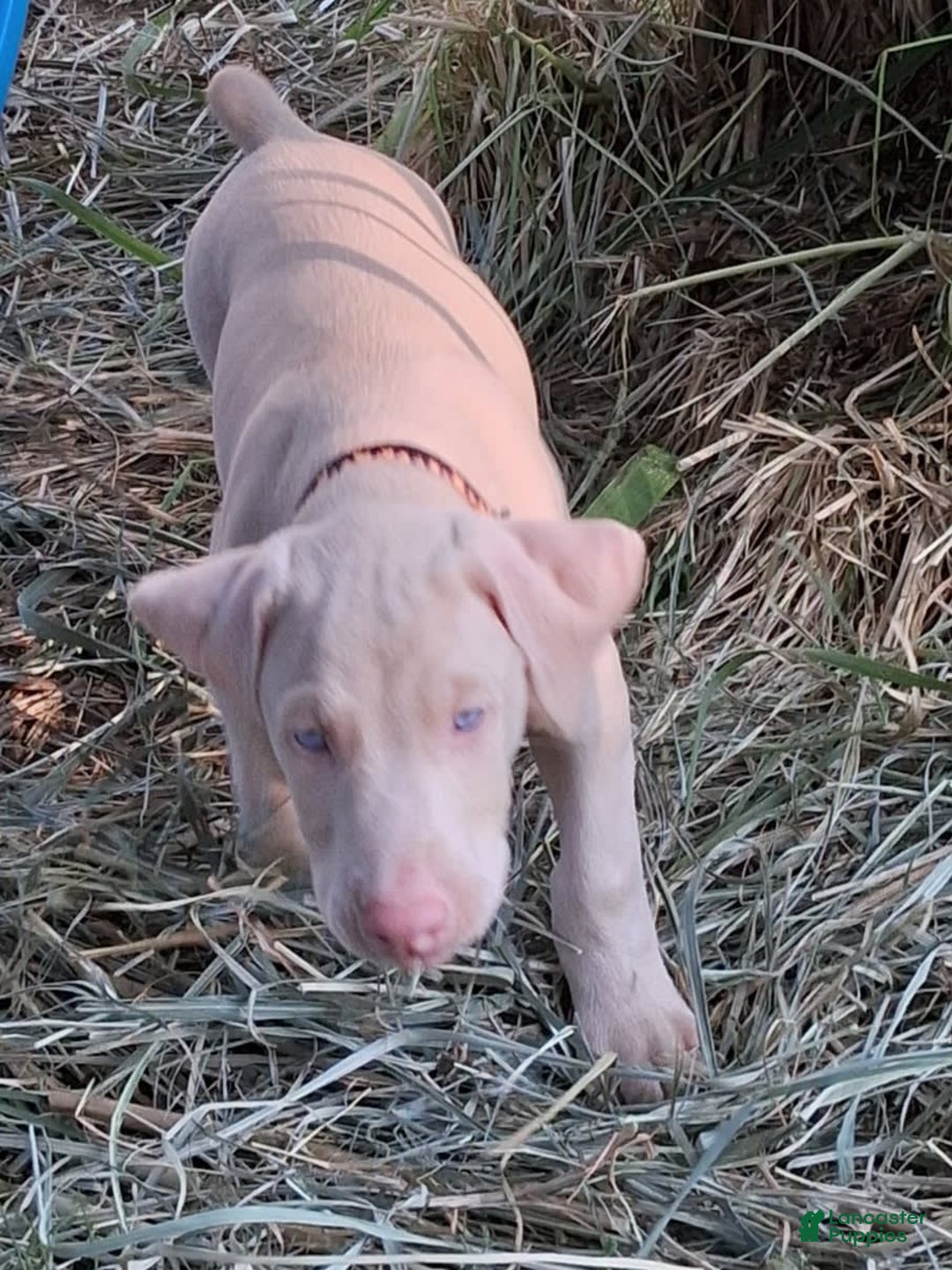 Doberman Pinscher dogs for sale: White Collar - Image 6