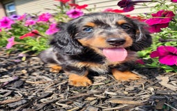 Miniature Dachshund dogs for sale: Oliver - Image 1