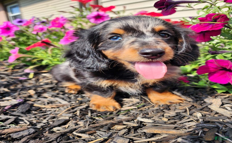 Miniature Dachshund dogs for sale - Ad 1