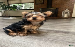 Yorkshire Terrier dogs for sale: Lilo - Image 1