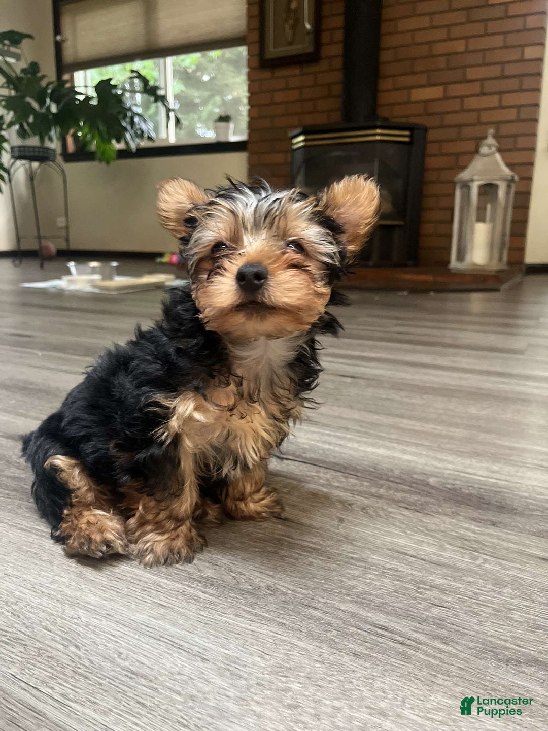 Yorkshire Terrier dogs for sale: Lilo - Image 1