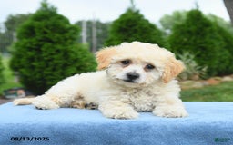 Bichpoo dogs for sale: Archie - Image 5