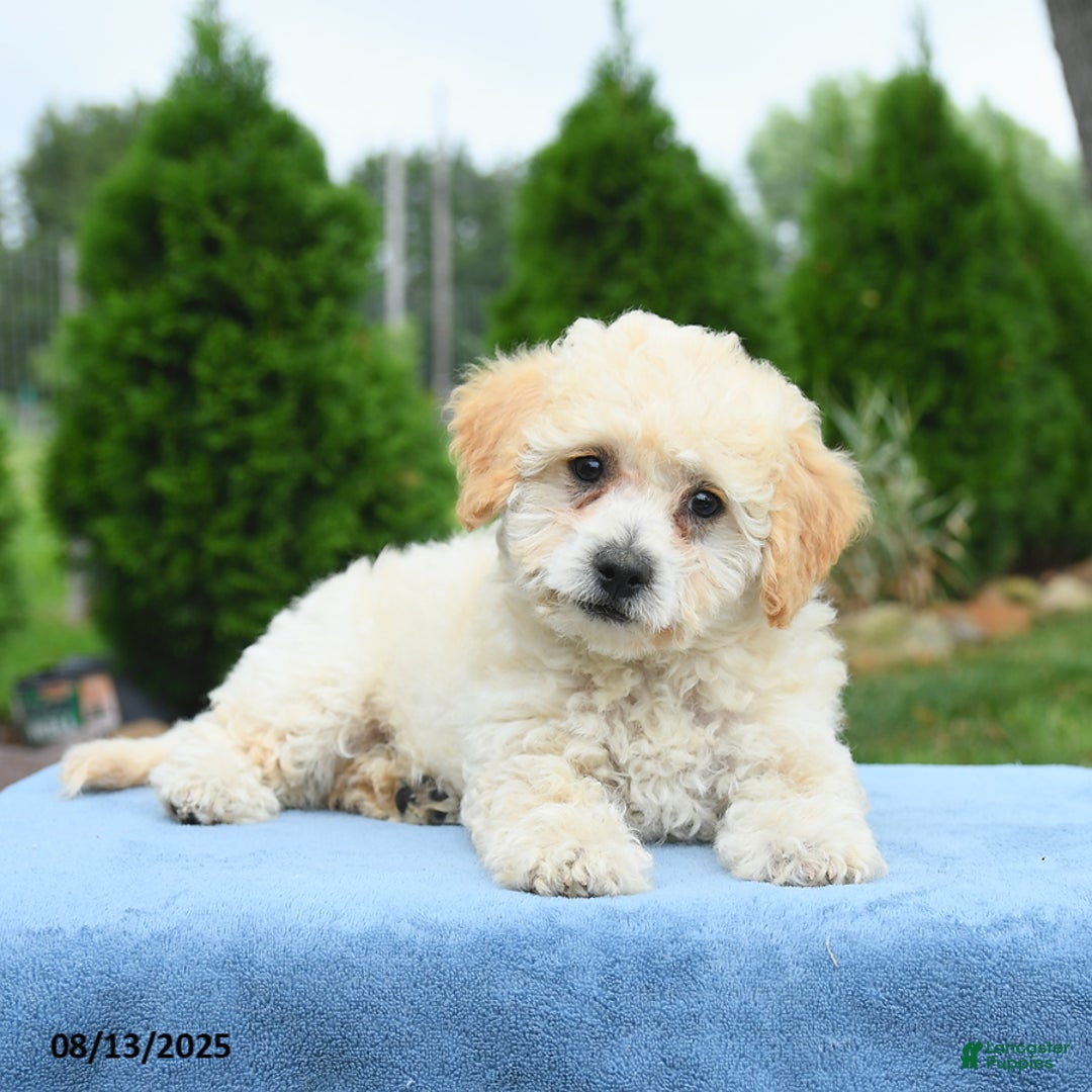 Bichpoo dogs for sale: Archie - Image 5