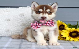 Siberian Husky dogs for sale: Cooper - Image 9