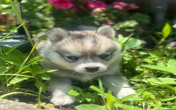 Pomsky dogs for sale: Duke - Image 4
