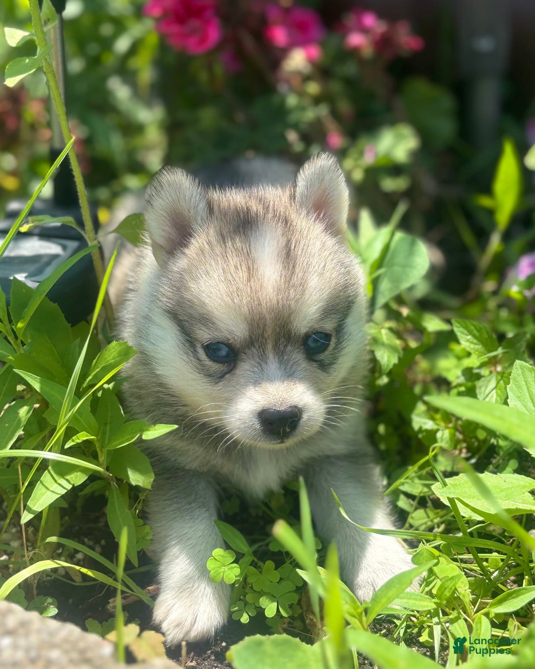 Pomsky dogs for sale: Duke - Image 4