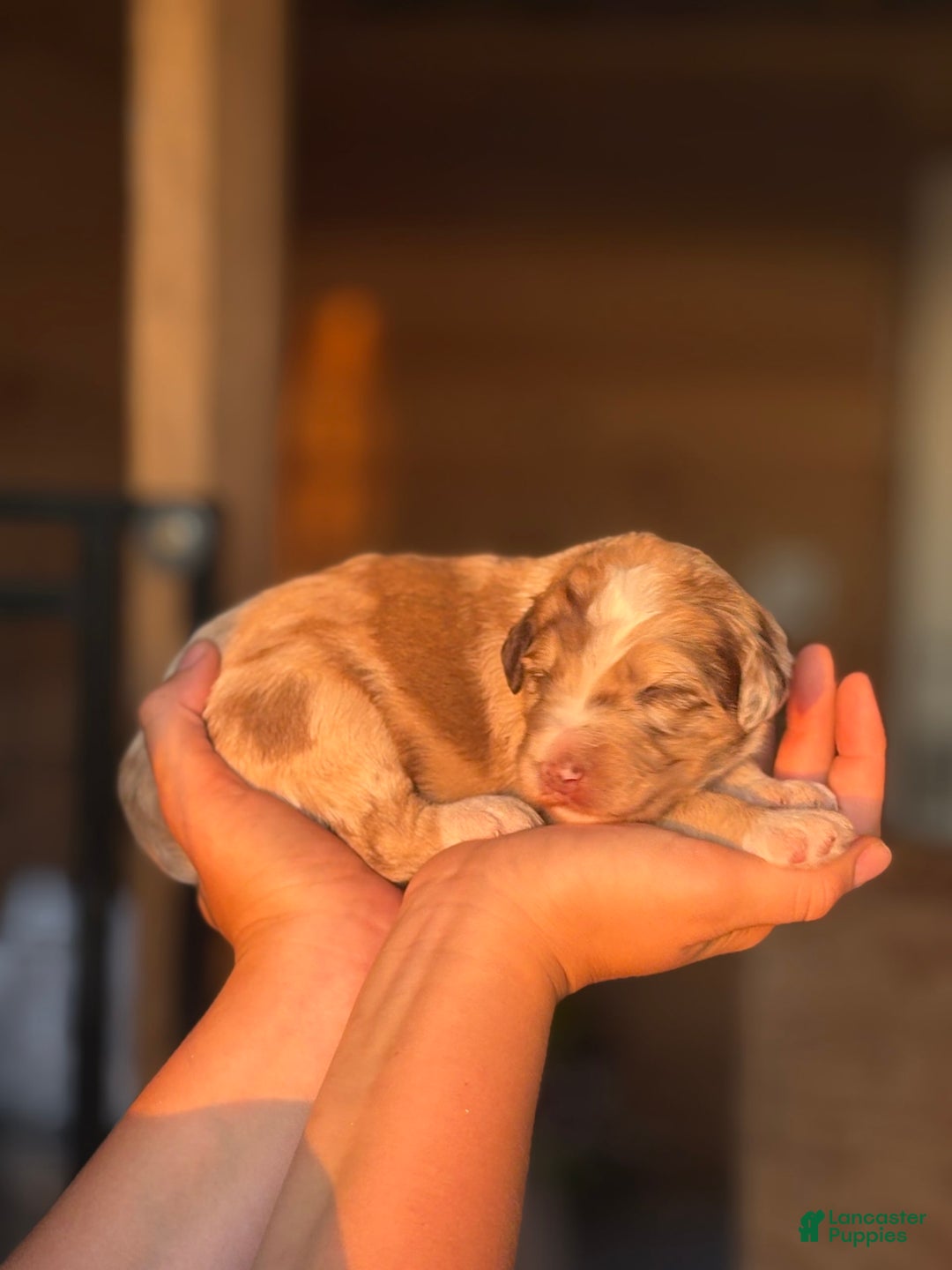 Aussiedoodle dogs for sale: Dolly - Image 1
